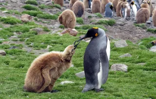 oracle linux 8 upgrade cover